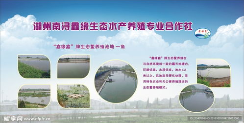 守護碧水清波 生態(tài)水產(chǎn)養(yǎng)殖專業(yè)合作社的水環(huán)境污染防治服務(wù)